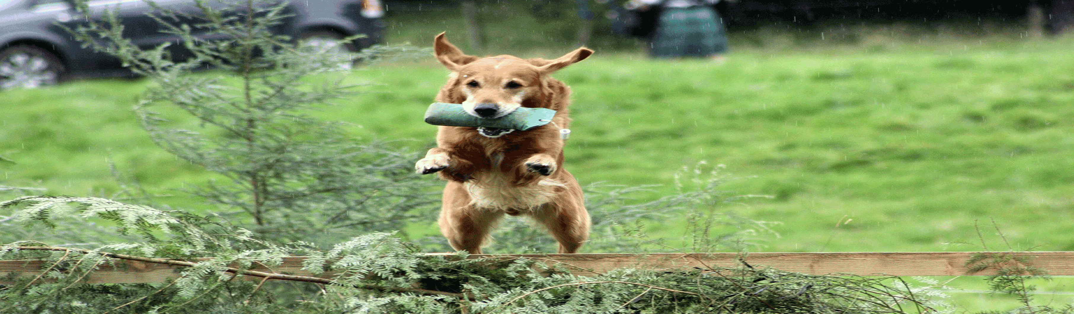 Hundetraining, Hundeschule, Problemhundetraining, Salzgitter, Braunschweig, Peine, Hildesheim, Goslar, Wolfenbüttel, Verhaltenstherapie für Hunde, Hundepsychologie, Welpenkurs, Junghundetraining, Mentrailing, Mentaltrailing, Leinenagression, Angsthund