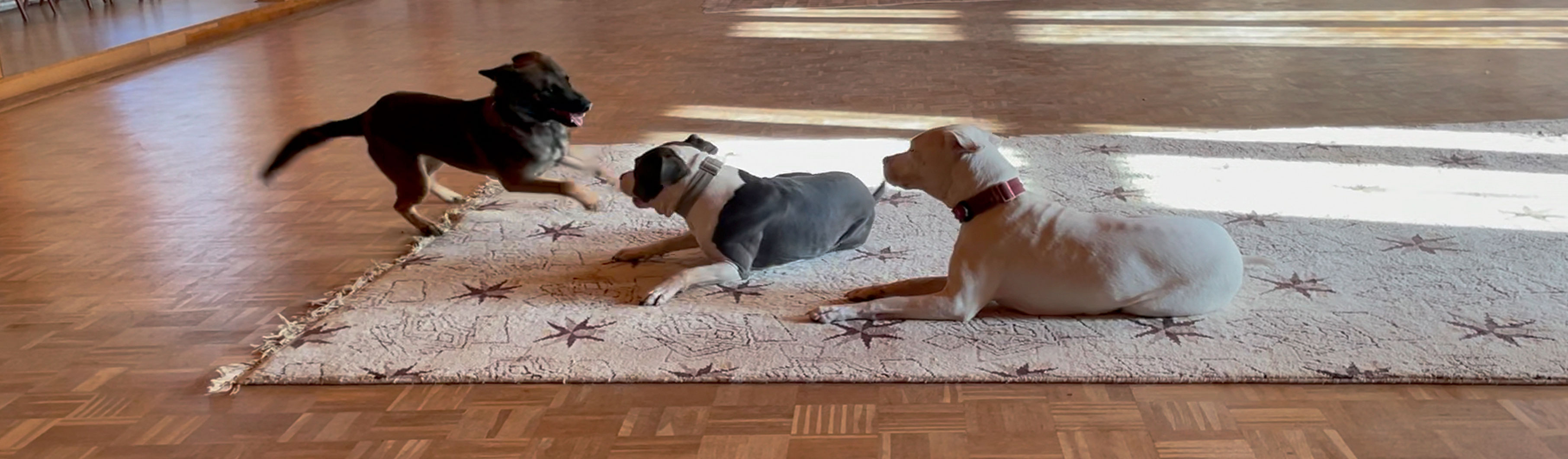 Hundetagesstätte, Huta für Goslar, Salzgitter, Braunschweig, Wolfenbüttel