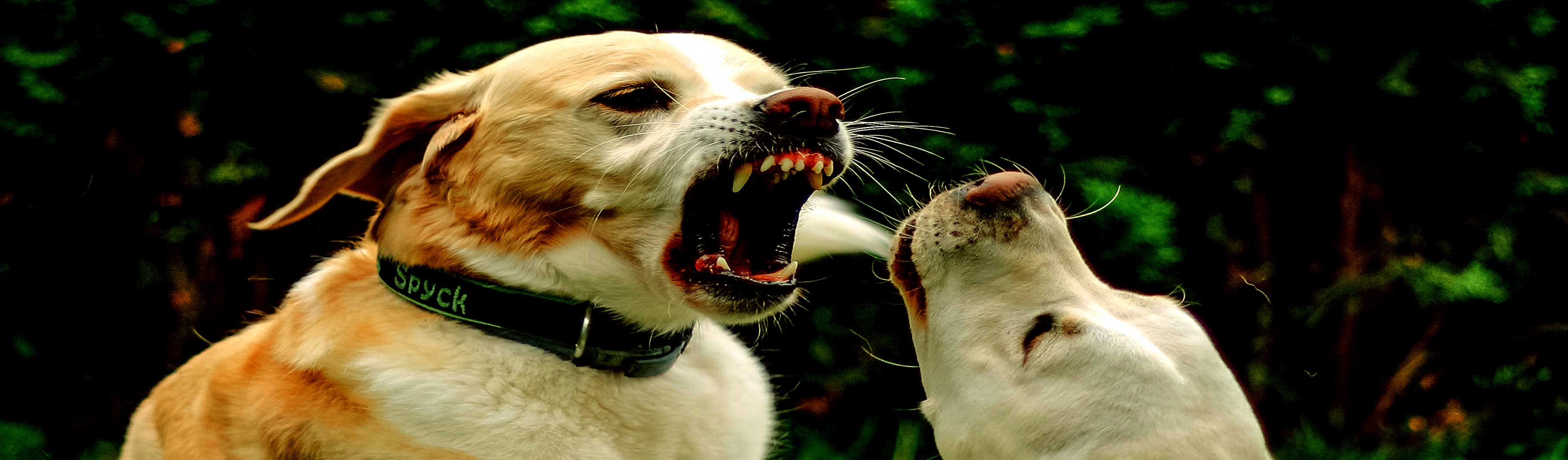 Hundetraining, Hundeschule, Problemhundetraining, Salzgitter, Braunschweig, Peine, Hildesheim, Goslar, Wolfenbüttel, Verhaltenstherapie für Hunde, Hundepsychologie, Welpenkurs, Junghundetraining, Mentrailing, Mentaltrailing, Leinenagression, Angsthund