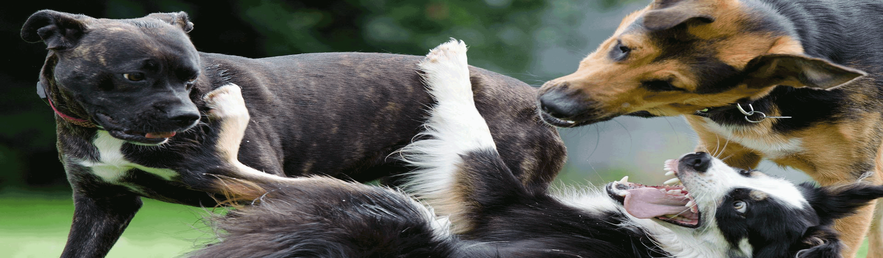 Hundetraining, Hundeschule, Problemhundetraining, Salzgitter, Braunschweig, Peine, Hildesheim, Goslar, Wolfenbüttel, Verhaltenstherapie für Hunde, Hundepsychologie, Welpenkurs, Junghundetraining, Mentrailing, Mentaltrailing, Leinenagression, Angsthund