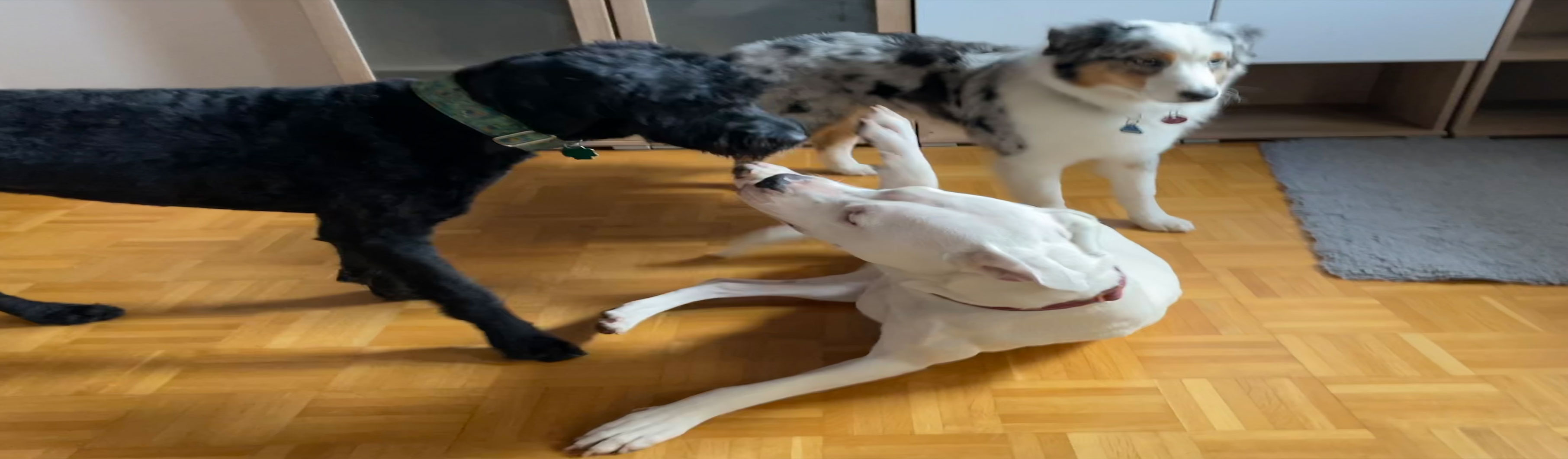 Hundetraining, Hundeschule, Problemhundetraining, Salzgitter, Braunschweig, Peine, Hildesheim, Goslar, Wolfenbüttel, Verhaltenstherapie für Hunde, Hundepsychologie, Welpenkurs, Junghundetraining, Mentrailing, Mentaltrailing, Leinenagression, Angsthund