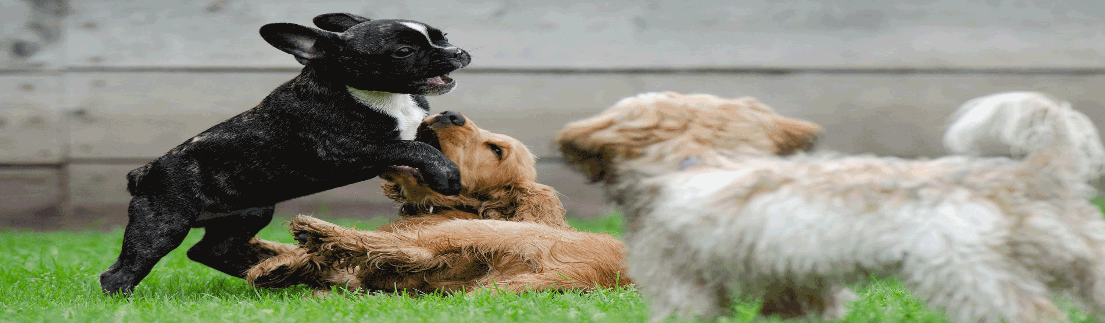 Hundetraining, Hundeschule, Problemhundetraining, Salzgitter, Braunschweig, Peine, Hildesheim, Goslar, Wolfenbüttel, Verhaltenstherapie für Hunde, Hundepsychologie, Welpenkurs, Junghundetraining, Mentrailing, Mentaltrailing, Leinenagression, Angsthund