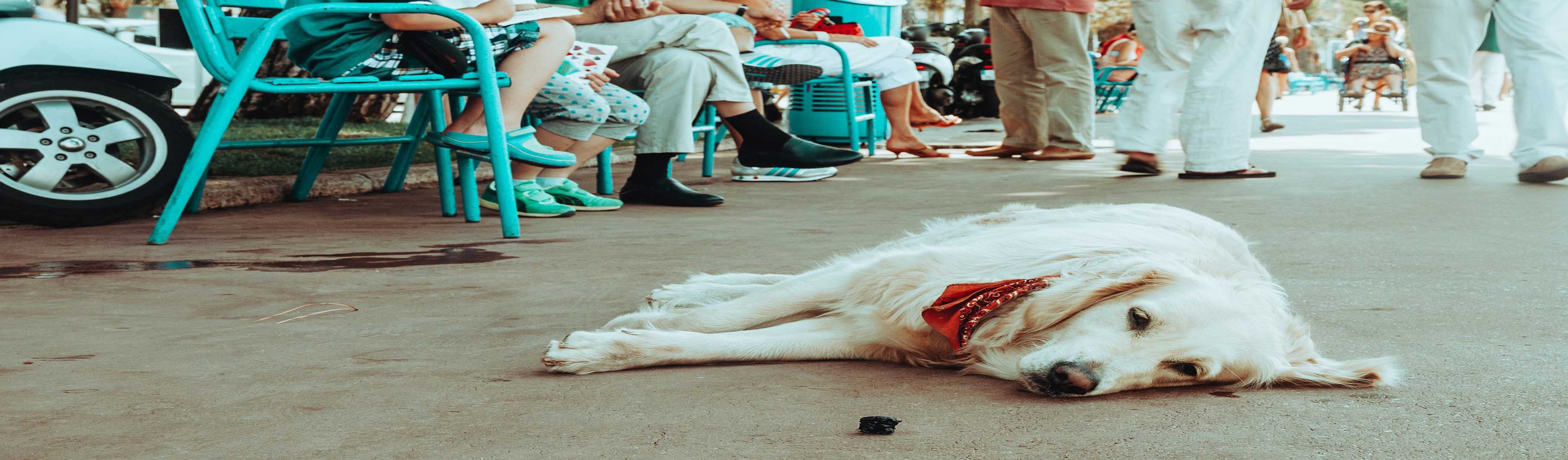 Hundetraining, Hundeschule, Problemhundetraining, Salzgitter, Braunschweig, Peine, Hildesheim, Goslar, Wolfenbüttel, Verhaltenstherapie für Hunde, Hundepsychologie, Welpenkurs, Junghundetraining, Mentrailing, Mentaltrailing, Leinenagression, Angsthund