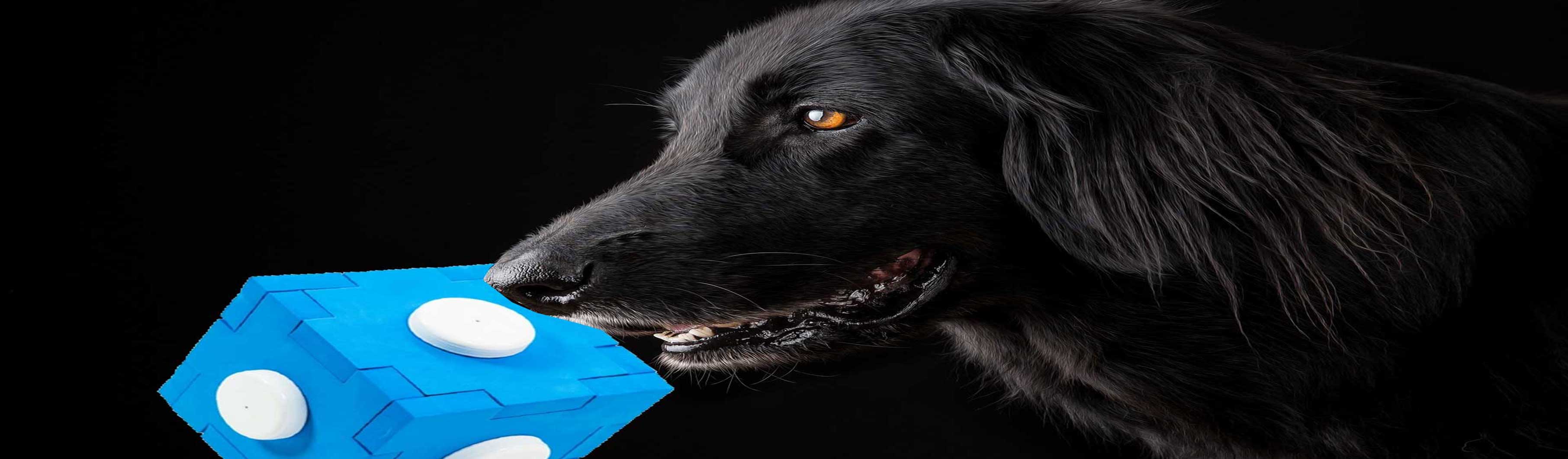 Hundetraining, Hundeschule, Problemhundetraining, Salzgitter, Braunschweig, Peine, Hildesheim, Goslar, Wolfenbüttel, Verhaltenstherapie für Hunde, Hundepsychologie, Welpenkurs, Junghundetraining, Mentrailing, Mentaltrailing, Leinenagression, Angsthund