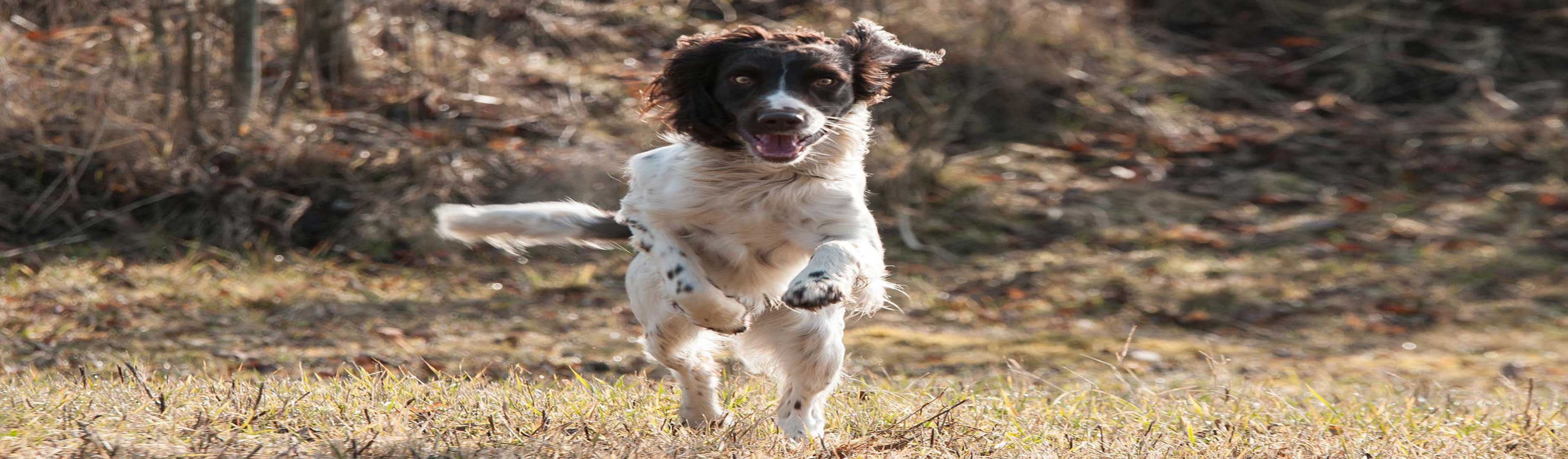 Hundetraining, Hundeschule, Problemhundetraining, Salzgitter, Braunschweig, Peine, Hildesheim, Goslar, Wolfenbüttel, Verhaltenstherapie für Hunde, Hundepsychologie, Welpenkurs, Junghundetraining, Mentrailing, Mentaltrailing, Leinenagression, Angsthund